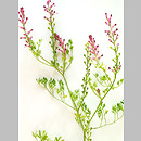 Fumariaceae (dymnicowate)