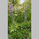 Lupinus (łubin)