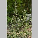 Chenopodium album agg. (komosa biała (agg.))