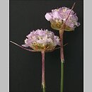 Armeria (zawciąg)