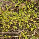 Herniaria glabra (połonicznik nagi)