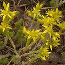 Sedum (rozchodnik)