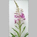 Epilobium angustifolium (wierzbówka kiprzyca)