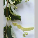 Tilia (lipa)