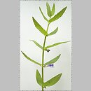 Scutellaria (tarczyca)