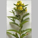 Lysimachia (tojeść)