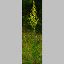 Verbascum lychnitis (dziewanna firletkowa)