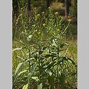 Erysimum (pszonak)