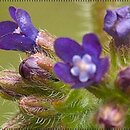 Anchusa officinalis (farbownik lekarski)