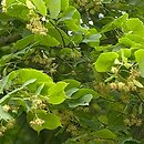 Tilia platyphyllos (lipa szerokolistna)