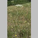 Apiaceae (selerowate)