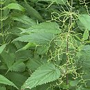 Urtica (pokrzywa)