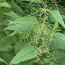 Urtica dioica (pokrzywa zwyczajna)