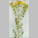 Hypericum perforatum (dziurawiec zwyczajny)