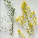 Galium verum agg. (przytulia właściwa agg.)
