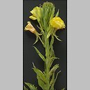 Onagraceae (wiesiołkowate)