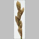 Carex ovalis (turzyca zajęcza)