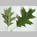 Quercus rubra (dąb czerwony)
