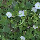 Convolvulaceae (powojowate)