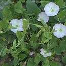 Convolvulus (powój)
