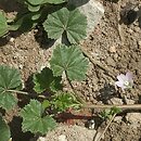 Malvaceae (ślazowate)