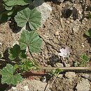 Malva (ślaz)