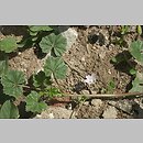 Malva neglecta (ślaz zaniedbany)