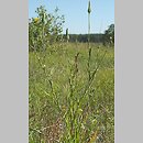 Tragopogon (kozibród)