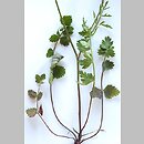 Pimpinella saxifraga ssp. saxifraga (biedrzeniec mniejszy typowy)