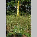 Verbascum nigrum (dziewanna pospolita)