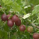 Ribes uva-crispa (porzeczka agrest)