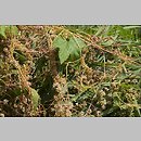 Cuscuta europaea (kanianka pospolita)