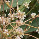 Cuscuta (kanianka)