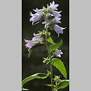Campanulaceae (dzwonkowate)