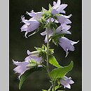 Campanula (dzwonek)