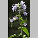 Campanula trachelium (dzwonek pokrzywolistny)