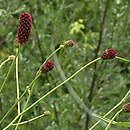 Sanguisorba (krwiściąg)
