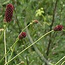 Sanguisorba officinalis (krwiściąg lekarski)