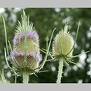 Dipsacus (szczeć)