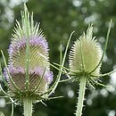 Dipsacus sylvestris (szczeć pospolita)