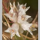 Cuscuta epithymum (kanianka macierzankowa)