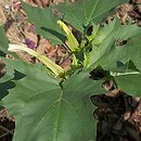 Datura (bieluń)