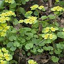Chrysosplenium (śledziennica)