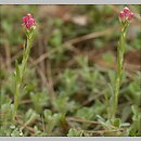 Antennaria (ukwap)