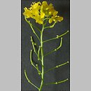 Brassicaceae (kapustowate)