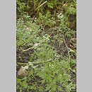 Aethusa cynapium agg. (blekot pospolity agg.)