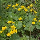 Caltha palustris s.l. (knieć błotna)