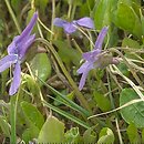 Viola uliginosa (fiołek bagienny)