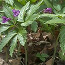 Dentaria glandulosa (żywiec gruczołowaty)