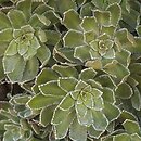 Saxifraga paniculata (skalnica gronkowa)
